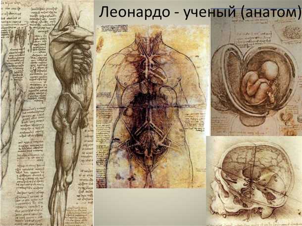 Doprinos razvoju anatomije Leonardo da Vincija. Anatomija u skicama Leonardo da Vinci